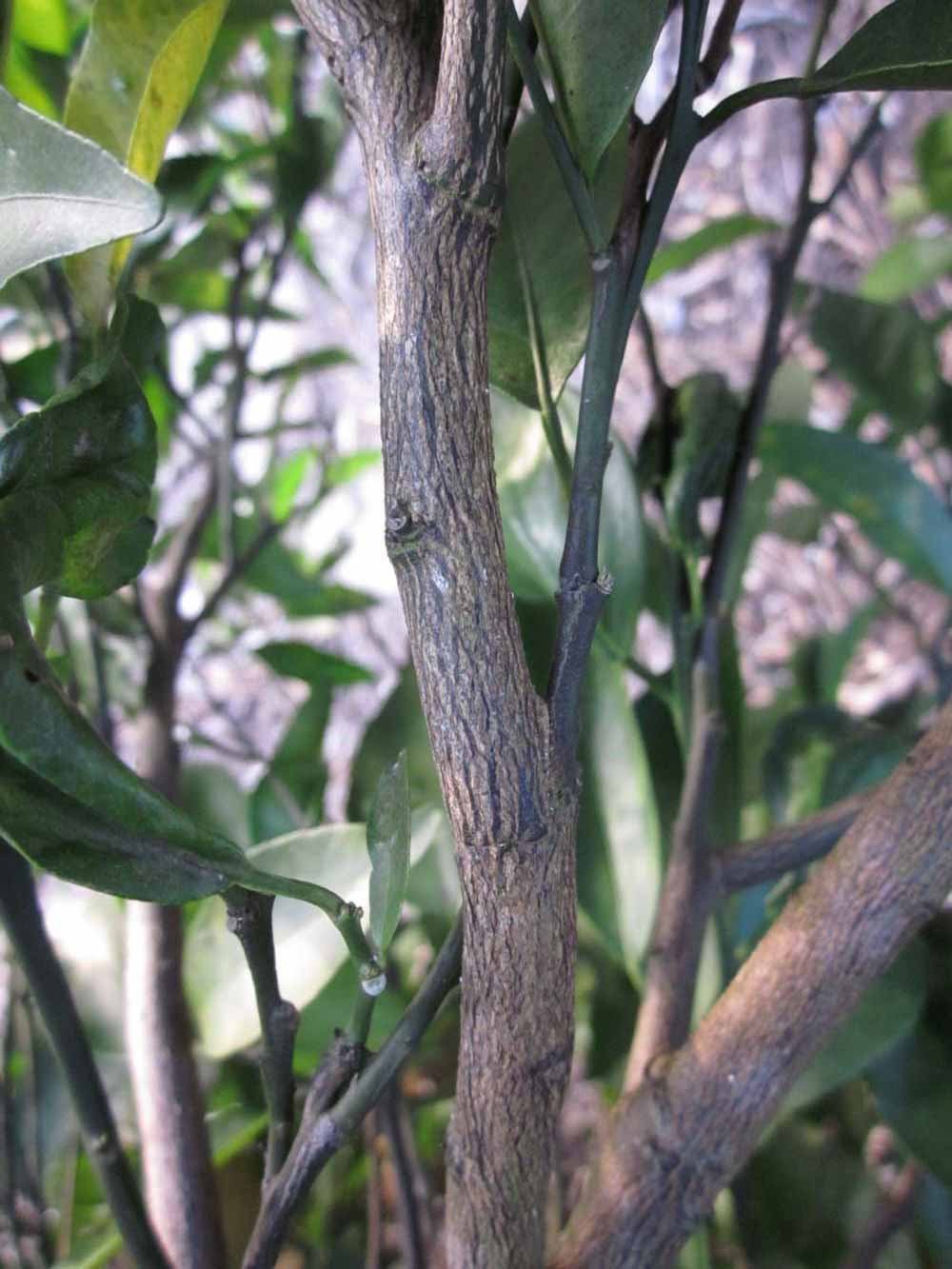              Second - third year twig (Winter Haven, FL)       